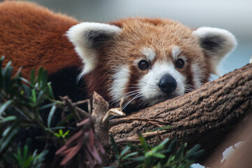 red panda in zoo