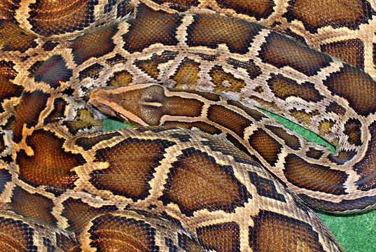 Boa constrictor or Python unique pattern on the skin of a reptile