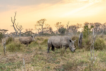 White rhinoceros or square-lipped rhinoceros is the largest extant species of rhinoceros.