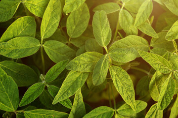 Soy leaves close-up. Experimental fields for gene modification