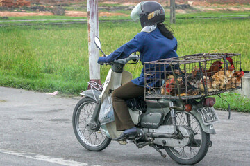 Obraz premium girl on bike with chickens