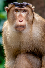 Obraz premium Macaque