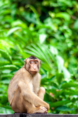Macaque watching