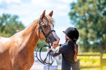 Horse show in hand, portrait of beautiful healthy horse.