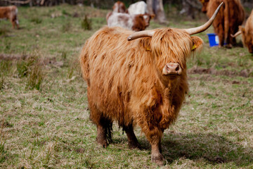 highland cow and calf