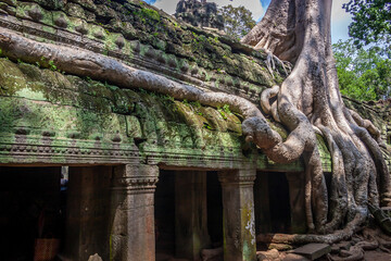 ta prohm temple cambodia