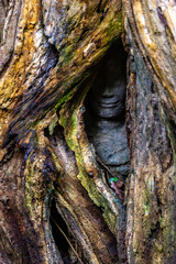 treee trunk with hidden god