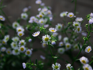  Top view of little chamomile flowers. Natural floral background