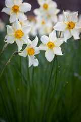 Daffodils in bloom