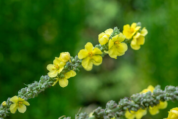 Verbascum densiflorum bright yellow denseflower in bloom, tall flowering herb medicinal plant