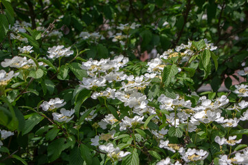 Viburnum plicatum flowering spring white flowers, beautiful ornamental Japanese snowball shrub in bloom, green fresh leaves