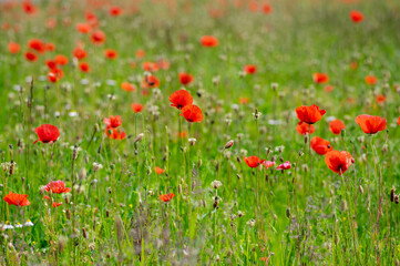 Papaver rhoeas common poppy seed bright red flowers in bloom, group of flowering plants on meadow, wild plants