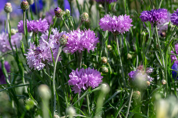Fototapeta premium Centaurea cyanus purple cultivated flowering plant in the garden, group of beautiful cornflowers flowers in bloom