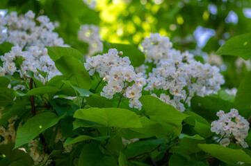 Catalpa bignonioides medium sized deciduous ornamental flowering tree, branches with groups of white cigartree flowers