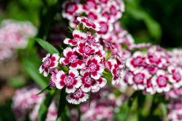 Dianthus barbatus beautiful ornamental flowering plants, group of bright pink purple white flowers in bloom