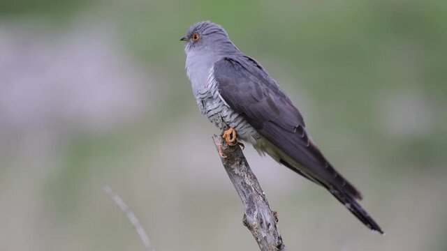 Common cuckoo bird Cuculus canorus, sitting on a stick on a green background. Close up