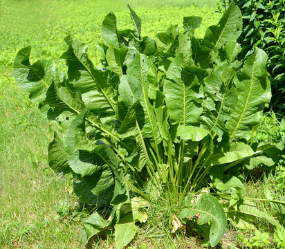Horseradish, or rustic (Armoracia rusticana). General appearance of the plant
