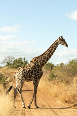 Naklejka na ściany i meble Jirafa en el parque nacional Kruger, Sudáfrica.