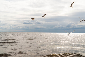birds over the sea during a storm in the afternoon