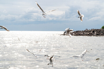 birds over the sea during a storm in the afternoon