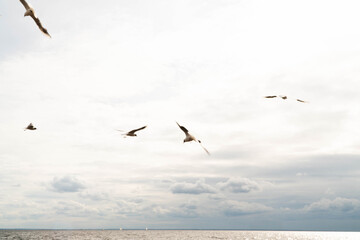 birds over the sea during a storm in the afternoon