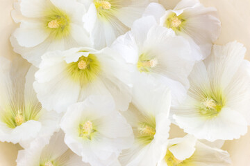 Gentle mallow flowers close up. Postcard or wallpaper for phone. Selective focus
