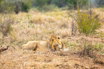 Lion and panthera leo. Love is in the air.