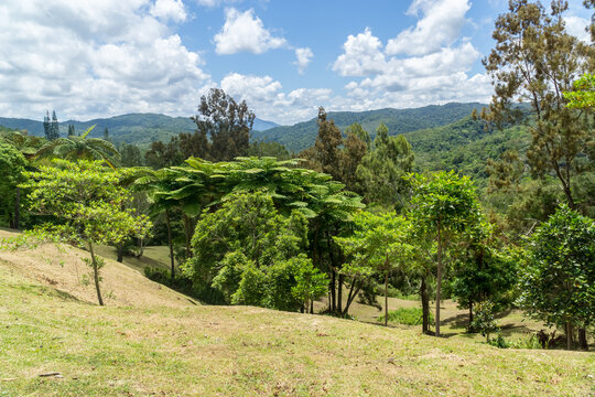 landscape of new caledonia. Farino, Parc des grandes Fougères, New Caledonia
