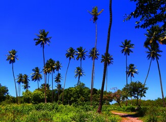palm trees on the beach