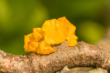 Yellow jelly fungus on a branch