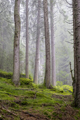 forest in the morning