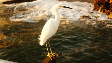 SONY DSC