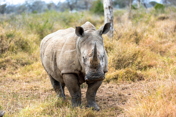 Fototapeta premium White rhinoceros or square-lipped rhinoceros is the largest extant species of rhinoceros.
