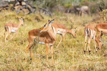 Impalas standing in an open field in the South African.