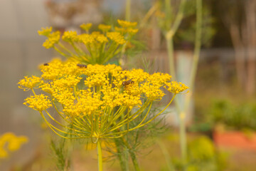 Dill in the garden. Fresh and tasty summer season harvest.
