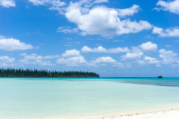 Beautiful turquoise lagoon, Pines Island, new caledonia with turquoise sea and typical araucaria trees. blue sky