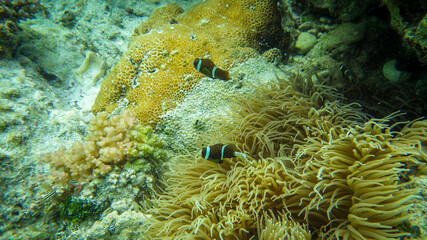 clown fish in anemone on coral reef. Natural environment. clear and crystal water