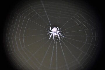Biały pająk