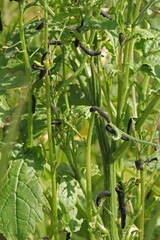 The larva of turnip sawfly (Athalia colibri or rosae) is a sawfly that larvae feed on plants of the cabbage family like oilseed rape (canola) plants or mustard.