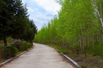 A path in a park in Spring