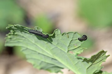 The larva of turnip sawfly (Athalia colibri or rosae) is a sawfly that larvae feed on plants of the cabbage family like oilseed rape (canola) plants or mustard.