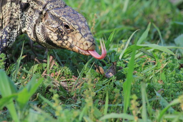 Fototapeta premium Lagarto