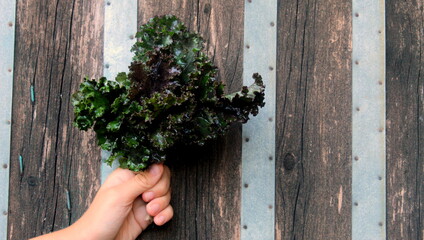 Fototapeta na wymiar Kale cabbage sheets close-up, selective focus.