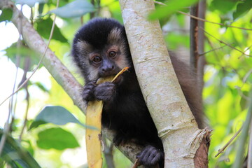 Monito comiendo banana