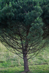 Tree in an urban environment