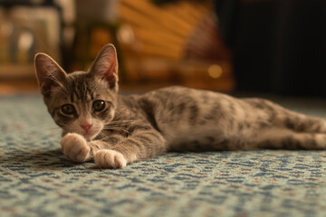 cat on the table