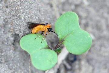 Turnip sawfly (Athalia colibri or rosae) on a young rapeseed plant. Pests of rapeseed, mustard, cabbage and other plants.