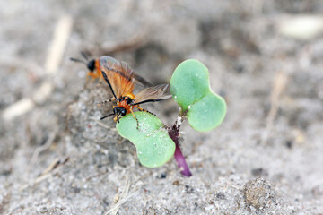 Turnip sawfly (Athalia colibri or rosae) on a young rapeseed plant. Pests of rapeseed, mustard, cabbage and other plants.