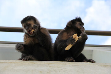 Naklejka premium Monitos robando galletitas ópera