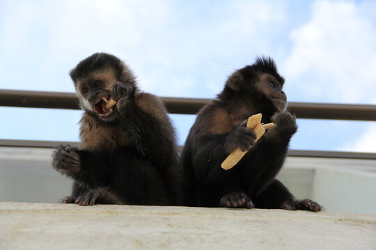 Monitos robando galletitas &oacute;pera